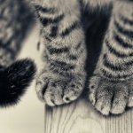 Billi